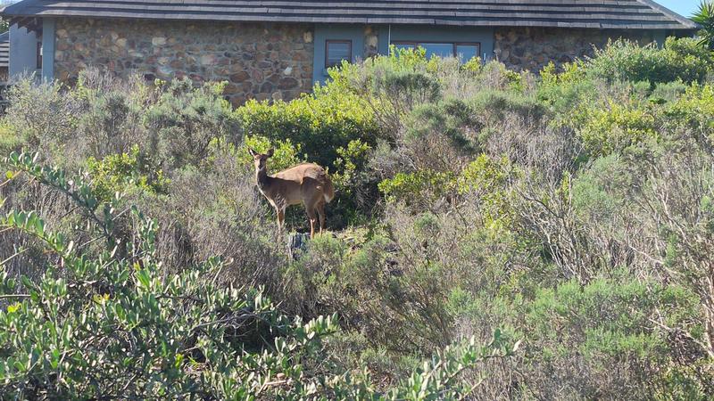 0 Bedroom Property for Sale in Num Num Cape Estate Western Cape